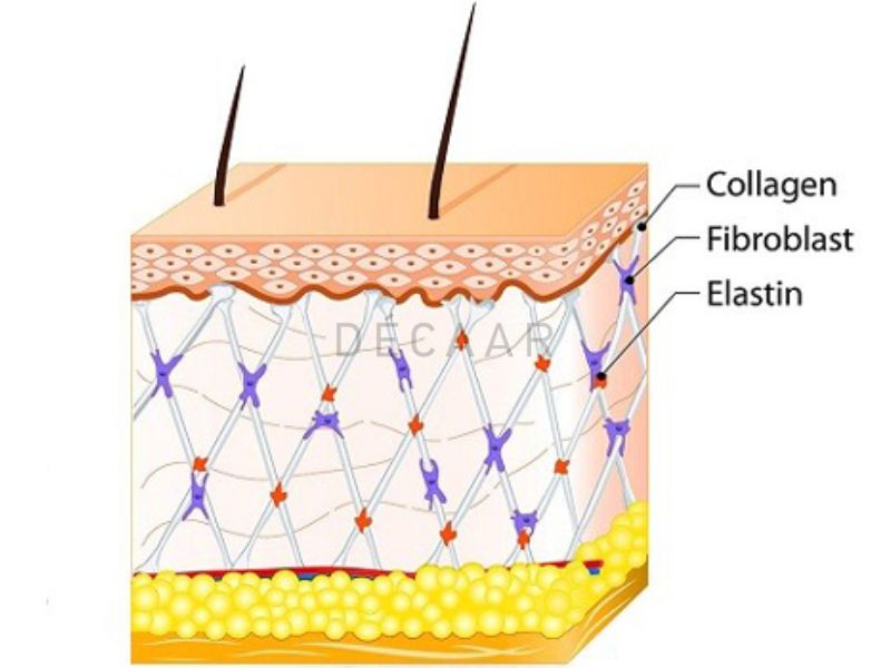 collagen và elastin có vai trò gì trong da